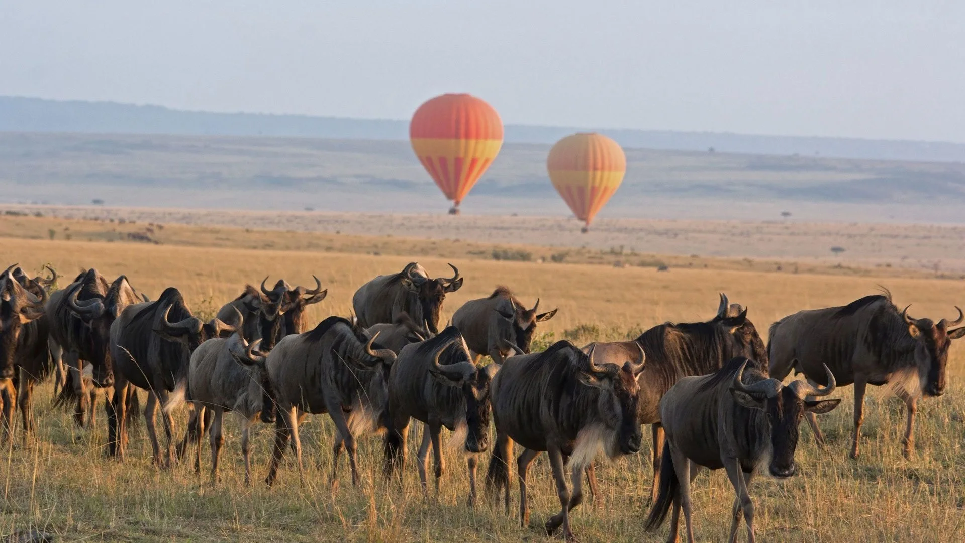325604serengeti-balloon-safari-andbeyond-experience