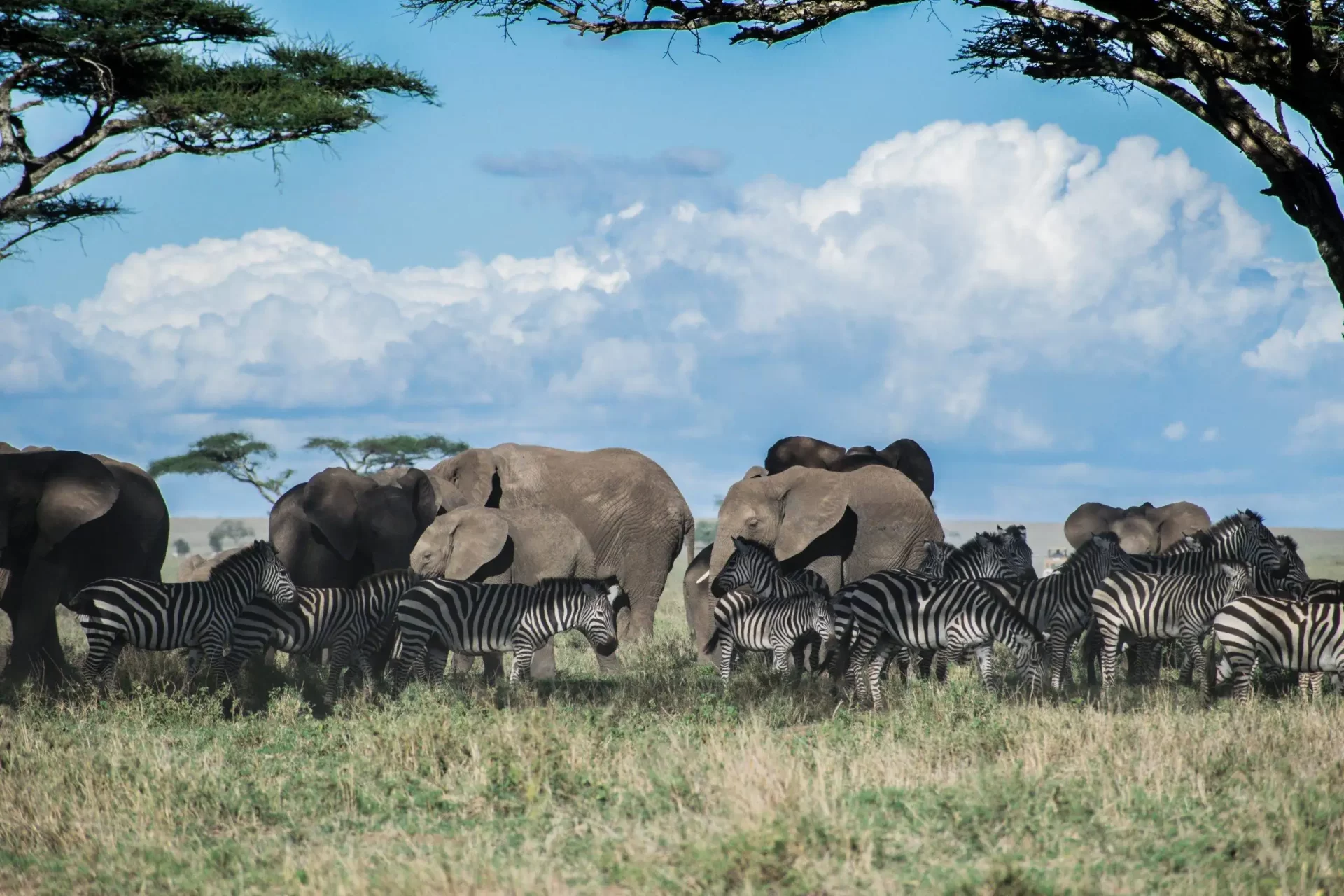 7-Day-Tanzania-Mid-Range-Safari-scaled