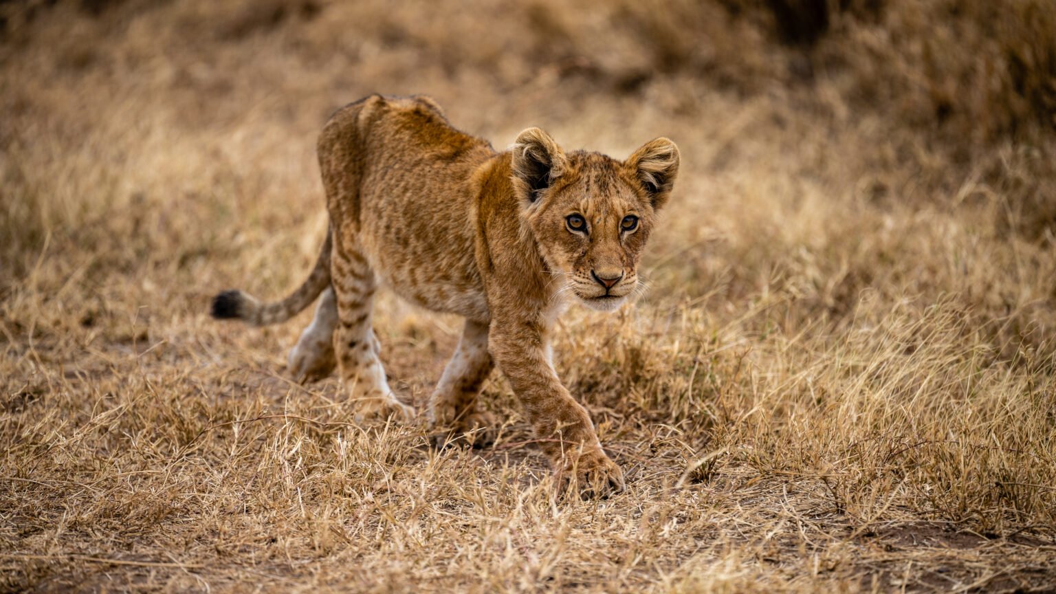 Lion-3-1536x864