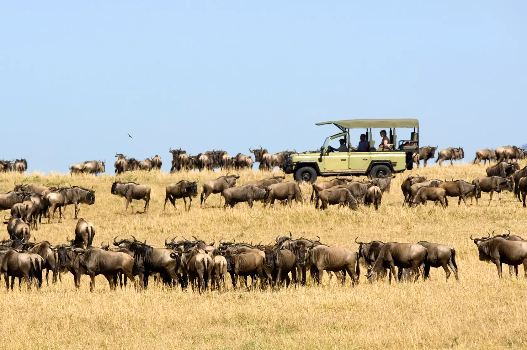 Tanzania_Safari_from_Zanzibar_Trip_of_life_time_1769592780