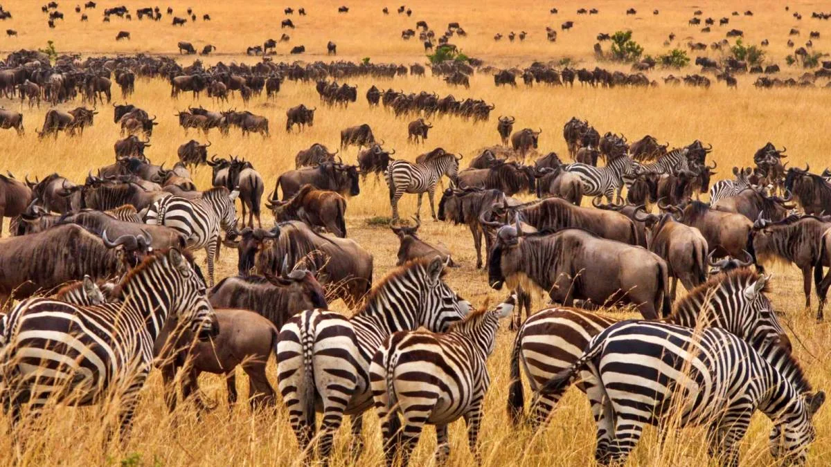 The-Wildbeast-Migration