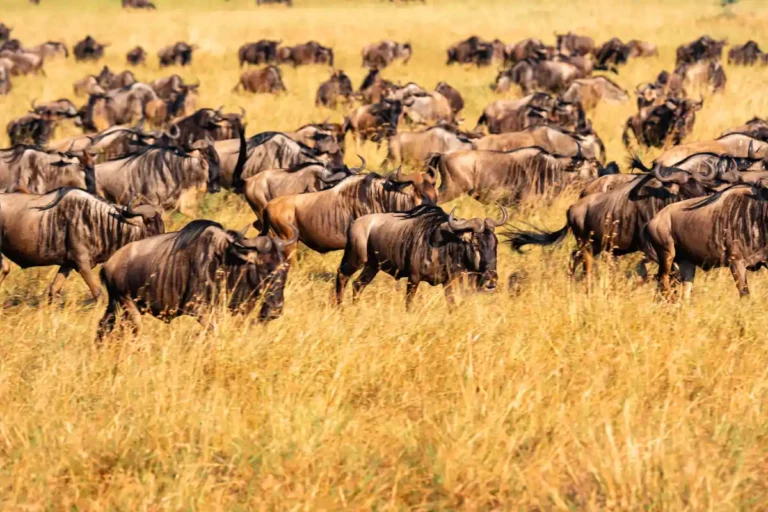 great_migration_serengeti_safari-768x512
