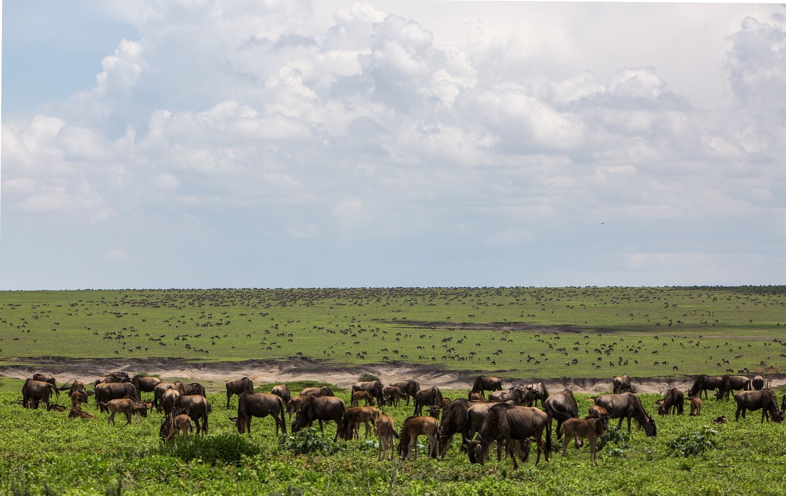 ngorongoro-conservation