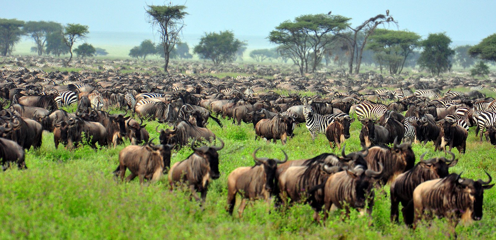 ngorongoro-safari