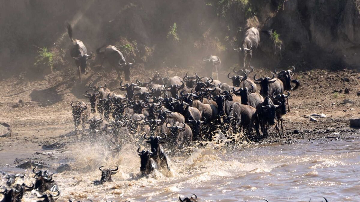 wildebeest-123-1200x675